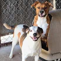 Thumbnail photo of Bella #1