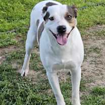 Thumbnail photo of Bella #3