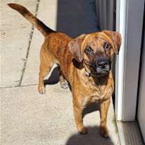 Thumbnail photo of Odin #2