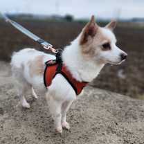 Thumbnail photo of Nina #3