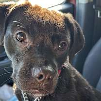 Thumbnail photo of OLIVE #1