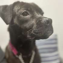 Thumbnail photo of OLIVE #2