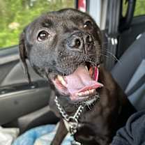 Thumbnail photo of OLIVE #3