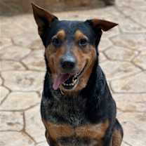 Thumbnail photo of Tyson #1