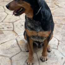 Thumbnail photo of Tyson #2