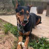 Thumbnail photo of Tyson #3