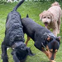 Thumbnail photo of Tyson #4