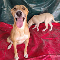 adopt-pet