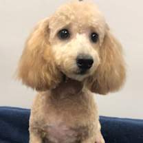 Thumbnail photo of Merry #1