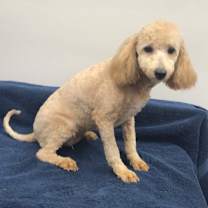 Thumbnail photo of Merry #2