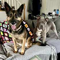 Thumbnail photo of Harlow #3