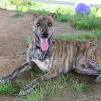 Thumbnail photo of Reese #2
