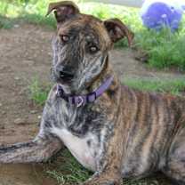 Thumbnail photo of Reese #3