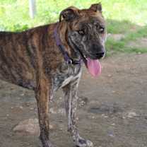 Thumbnail photo of Reese #4
