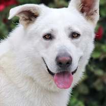 Thumbnail photo of Klondike von Kemnath #1