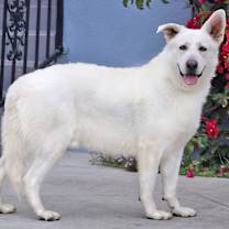 Thumbnail photo of Klondike von Kemnath #2