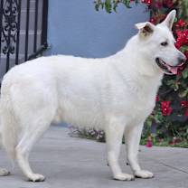 Thumbnail photo of Klondike von Kemnath #3