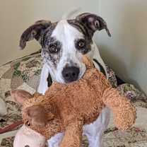 Thumbnail photo of Griffin #1