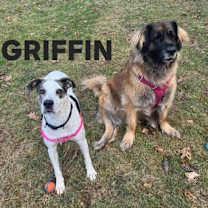 Thumbnail photo of Griffin #4