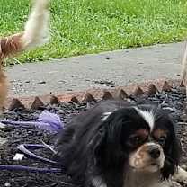 Thumbnail photo of MILO #1