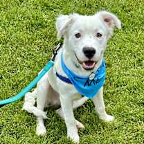 Thumbnail photo of Rocky #3