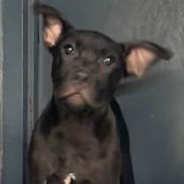 Thumbnail photo of Veda #1