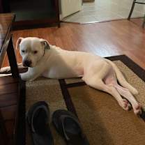 Thumbnail photo of Casper #2