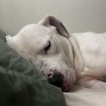 Thumbnail photo of Casper #3