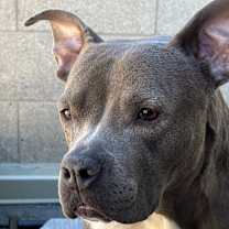 Thumbnail photo of Cora #2