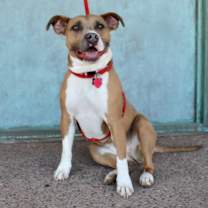 Thumbnail photo of Moxie #3