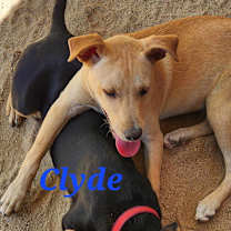 Thumbnail photo of Clyde #1