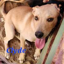 Thumbnail photo of Clyde #2