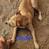 Thumbnail photo of Clyde #4