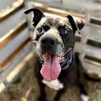 Thumbnail photo of Neo Silly Sweet Kid Friendly Good Boy #1