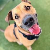 Thumbnail photo of Angus #4