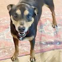 Thumbnail photo of Henry #1