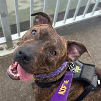 Thumbnail photo of Goofy #1