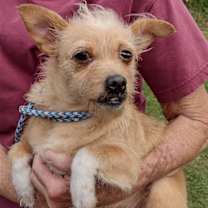 Thumbnail photo of Leah Lady **Home for the Holidays 1/2 price! #1