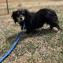 Thumbnail photo of Blackie #2