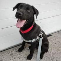 Thumbnail photo of Bruno #1