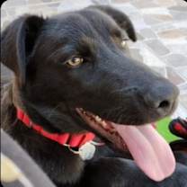 Thumbnail photo of Bruno #2