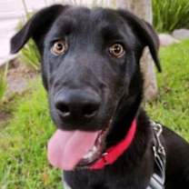 Thumbnail photo of Bruno #3