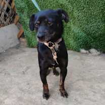 Thumbnail photo of Scrappy #1