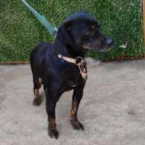 Thumbnail photo of Scrappy #2