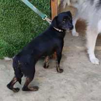 Thumbnail photo of Scrappy #3