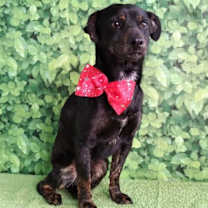 Thumbnail photo of Scrappy #4