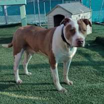 Thumbnail photo of Bruno #1