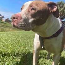 Thumbnail photo of Bruno #2