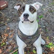 Thumbnail photo of Bella #1