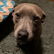 Thumbnail photo of Maisy #1